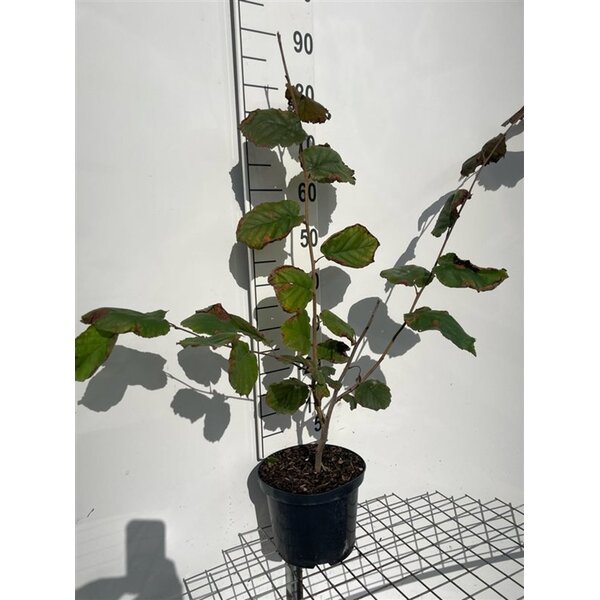 Corylus maxima 'Purpurea' - 5,0L 80+