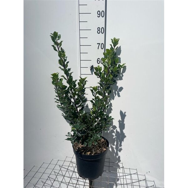 Ilex meserv. 'Blue Prince' - 7,5L 60+