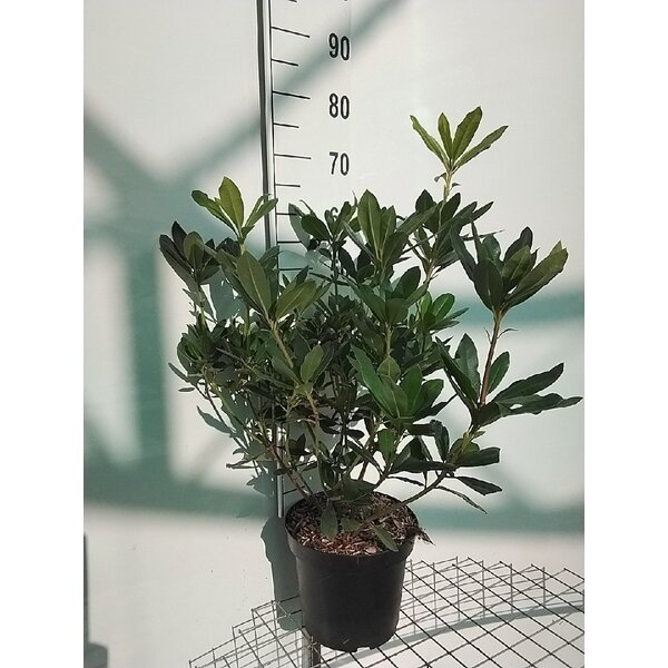 Rhododendron ponticum - 7,5L 60+