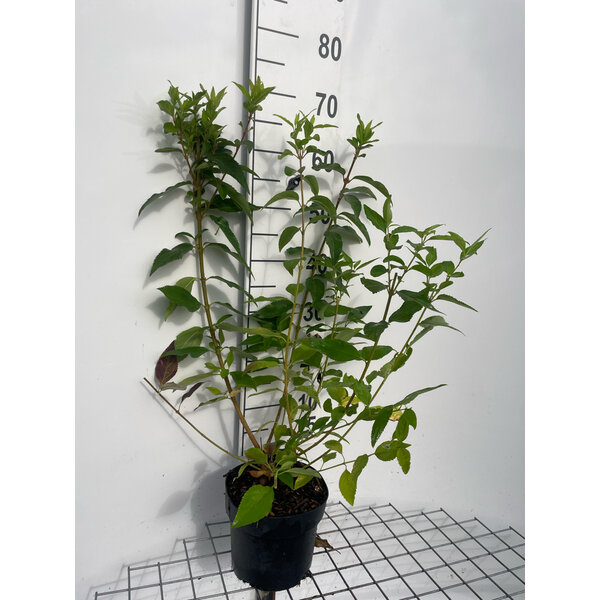 Forsythia int. 'Lynwood' - 3,0L 60+