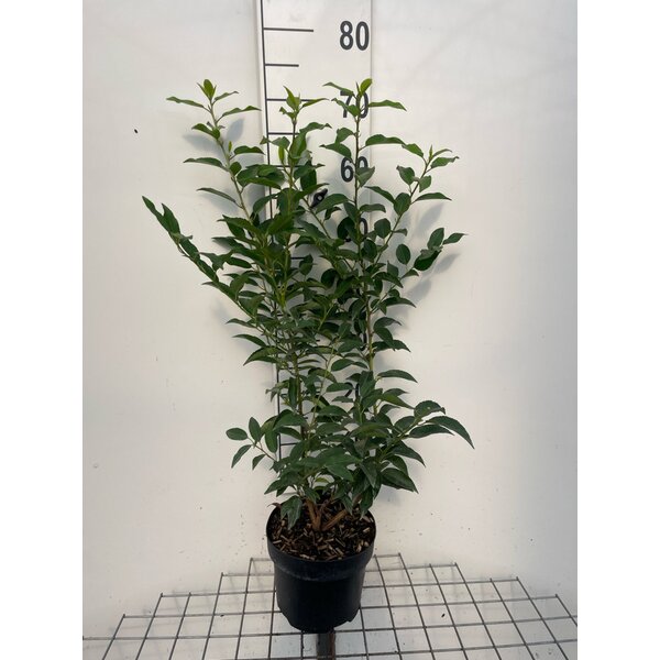Prunus lusitanica 'Angustifolia' - 3,0L 60+