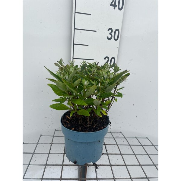 Buddleja d. Butt. Candy Little White - 2,0L
