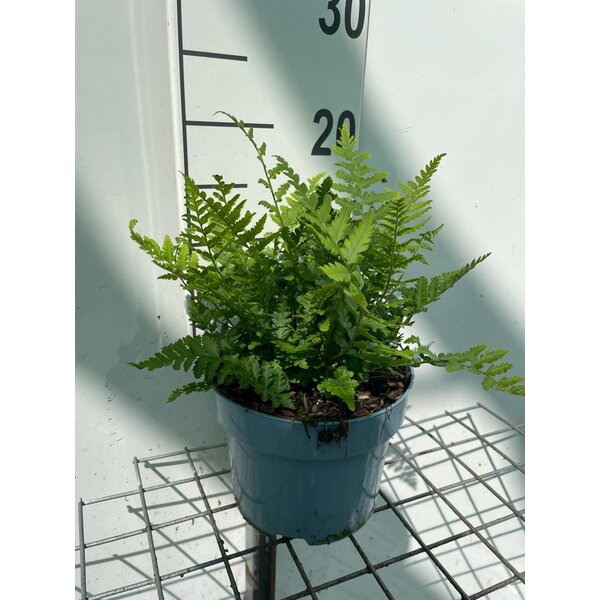 Dryopteris filix-mas - 2,0L