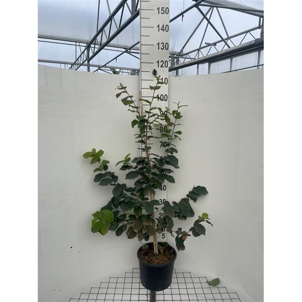 Parrotia persica - 7,5L 100+