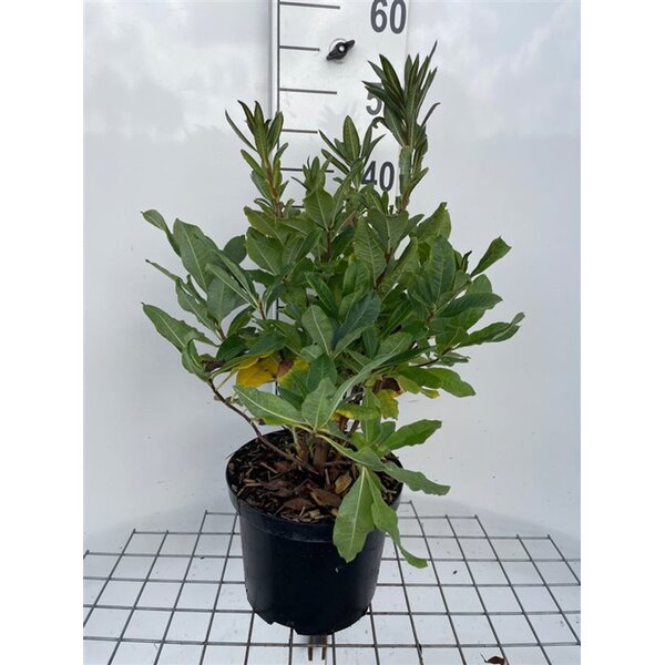 Rhododendron (bladverliezend) 'Koningin Emma' Oranje - 5,0L 40+
