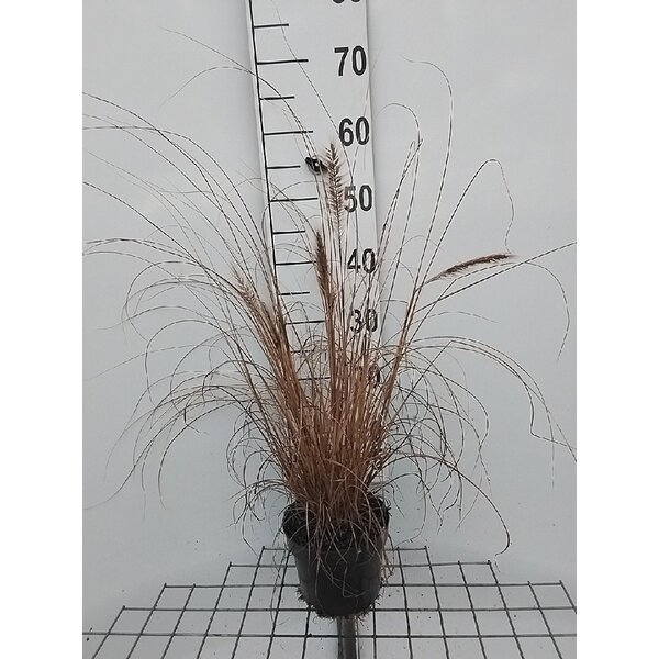 Pennisetum alopecuroides viridesc. - 2,0L