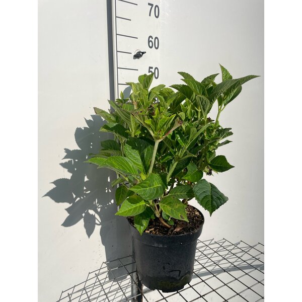 Hydrangea m. 'Alpenglühen' - 7,5L