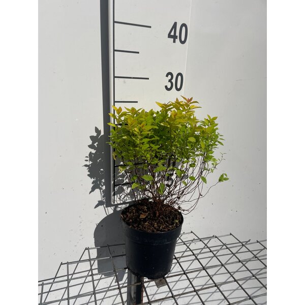 Spiraea jap. 'Golden Princess' - 1,3L