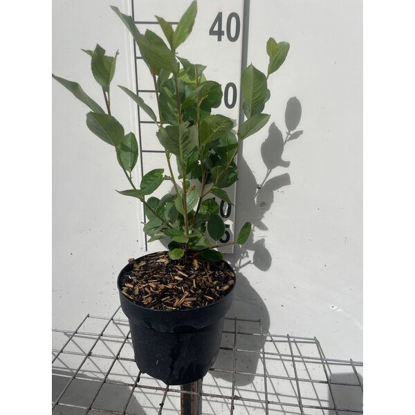 Aronia prunifolia 'Viking' - 3,0L