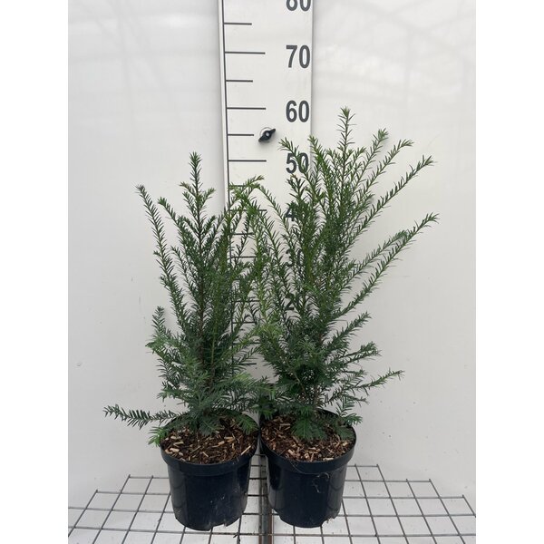 Taxus baccata - 3,0L 50+