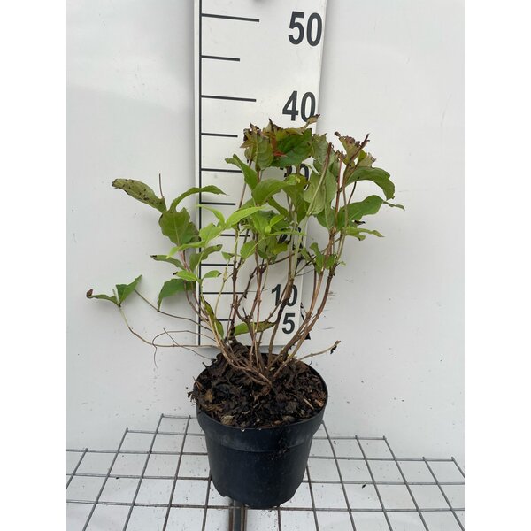 Diervilla splendens - 3,0L 30+