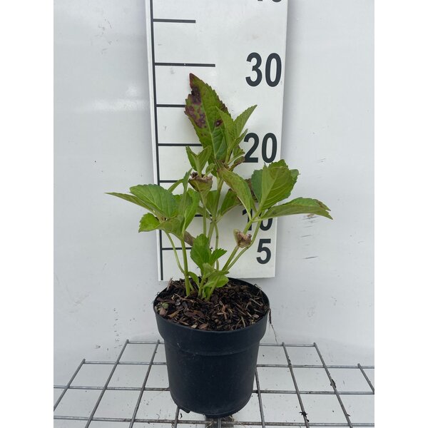 Hydrangea m. 'Soeur Thérèse' - 1,3L