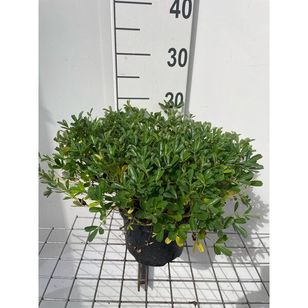 Potentilla tridentata 'Nuuk' - 3,0L