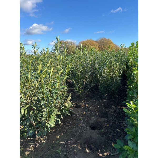 Prunus l. 'Caucasica' - met kluit 150+