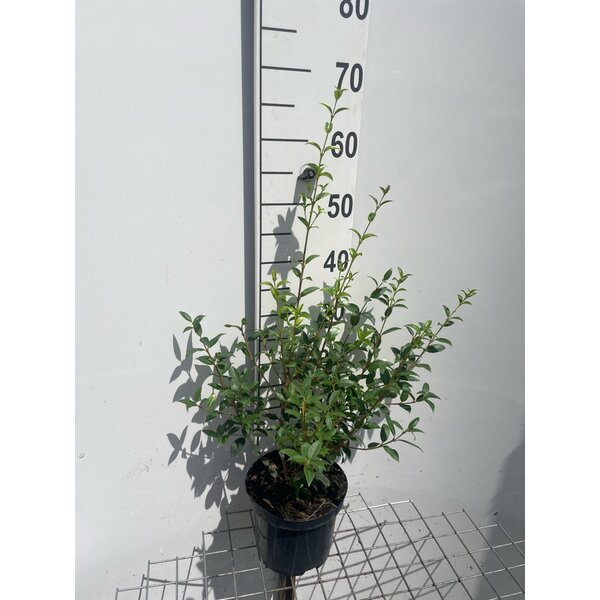 Osmanthus burkwoodii - 3,0L 50+