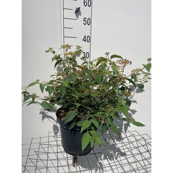 Viburnum plic. 'Watanabe' - 7,5L