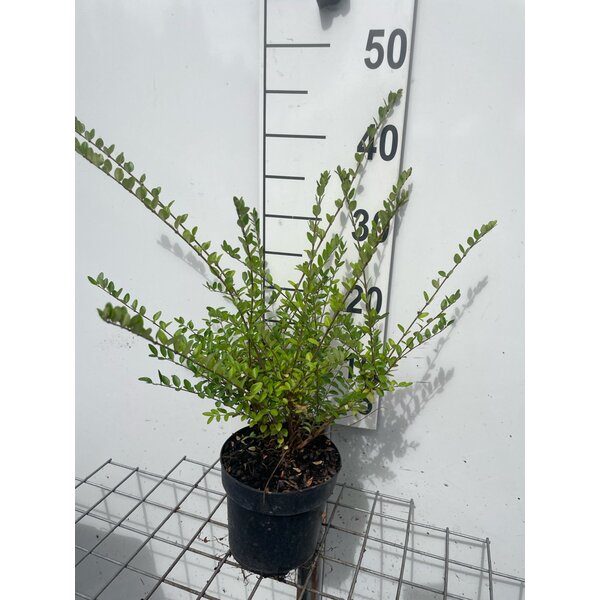 Lonicera nit. 'Elegant' - 1,3L 30+