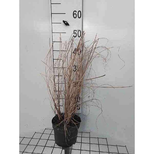 Miscanthus sin. 'Morning Light' - 2,0L