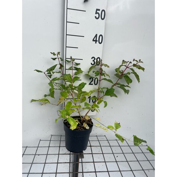 Cornus sang. 'Winter Beauty' - 1,3L