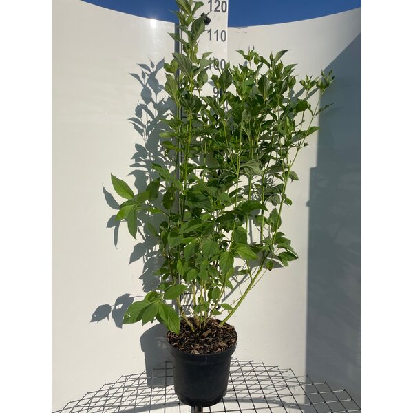 Cornus sericea 'Flaviramea' - 7,5L 100+
