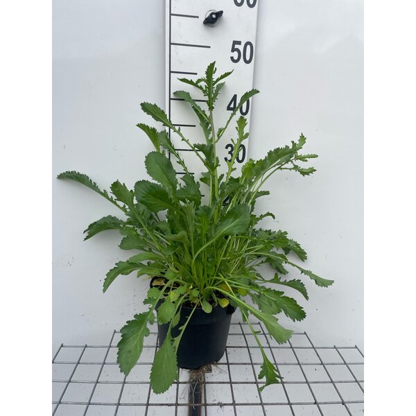 Leucanthemum vulgare - 3,0L