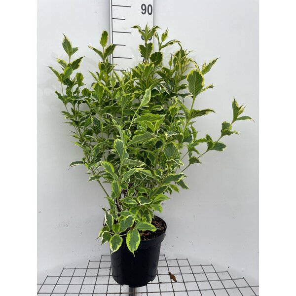 Weigela 'Nana Variegata' - 7,5L