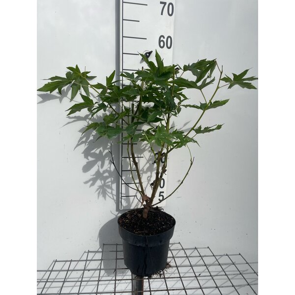 Liquidambar styraciflua - 3,0L 50+