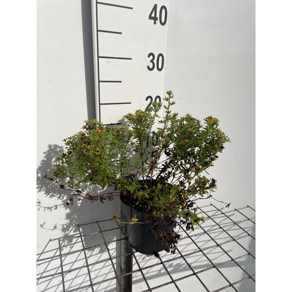 Potentilla f. 'Kobold' - 1,3L