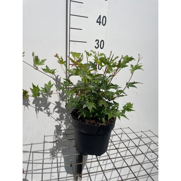 Acer palmatum - 3,0L