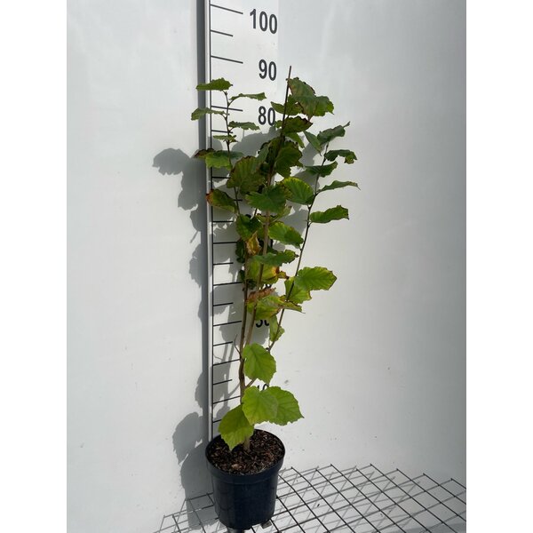 Corylus avellana - 3,0L 80+