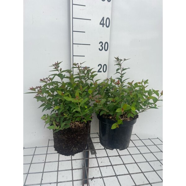 Spiraea jap. 'Manon' - 3,0L