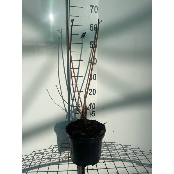 Rhododendron bladverliezend  'Harvest Moon' Geel - 5,0L 60+