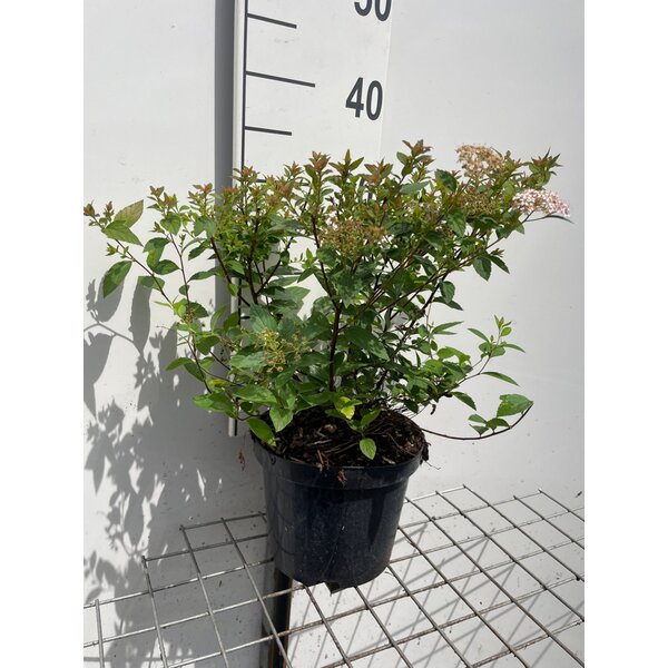 Spiraea jap. 'Manon' - 3,0L
