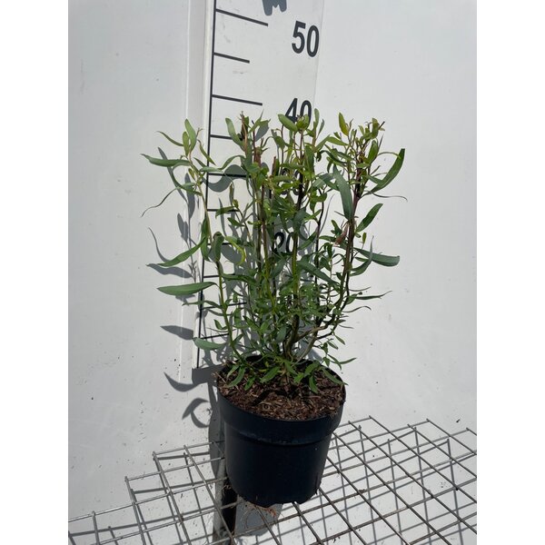 Salix babylonica 'Tortuosa' - 3,0L