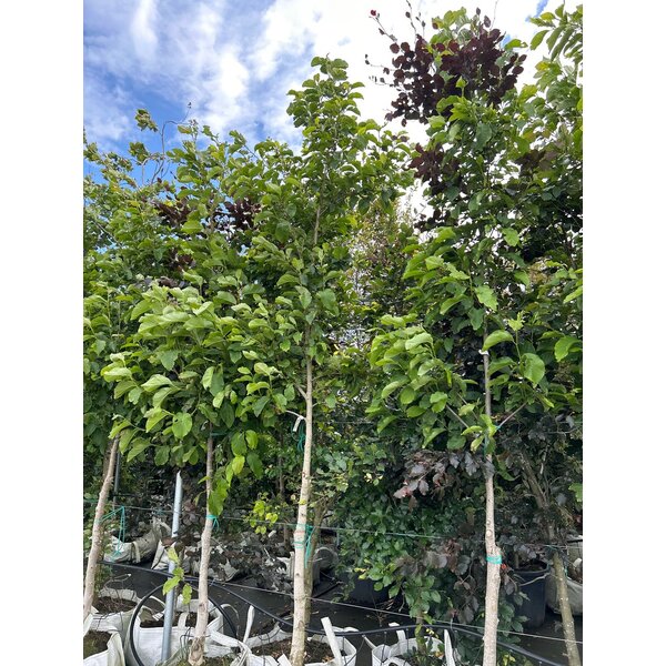 Magnolia kobus - 100L 300+