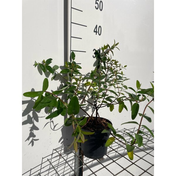 Hypericum 'Hidcote' - 1,3L 30+