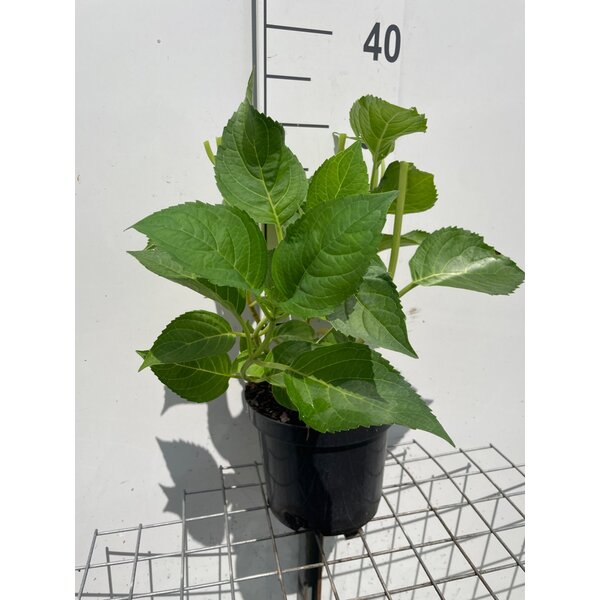 Hydrangea m. 'Blaumeise' - 3,0L