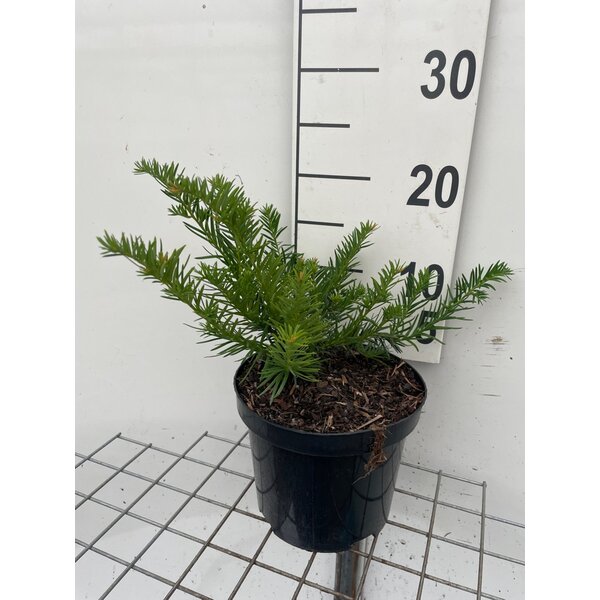 Taxus b. 'Repandens' - 3,0L