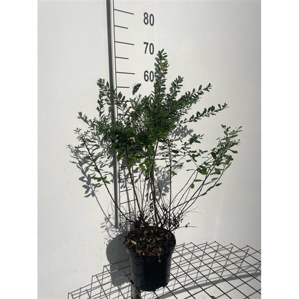 Spiraea nipp. 'Snowmound' - 3,0L 60+