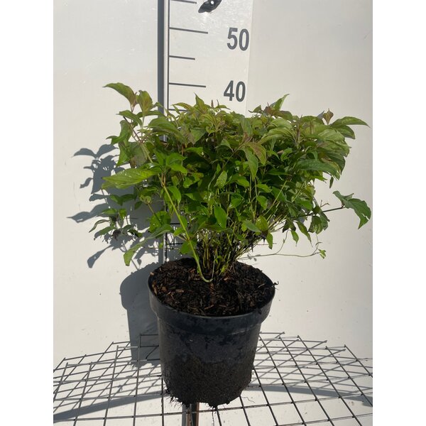 Cornus sericea 'Kelseyi' - 7,5L