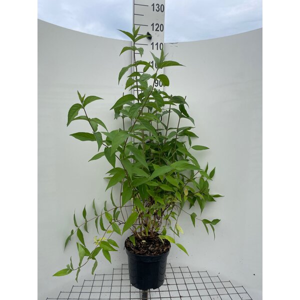 Deutzia magnifica - 7,5L 100+