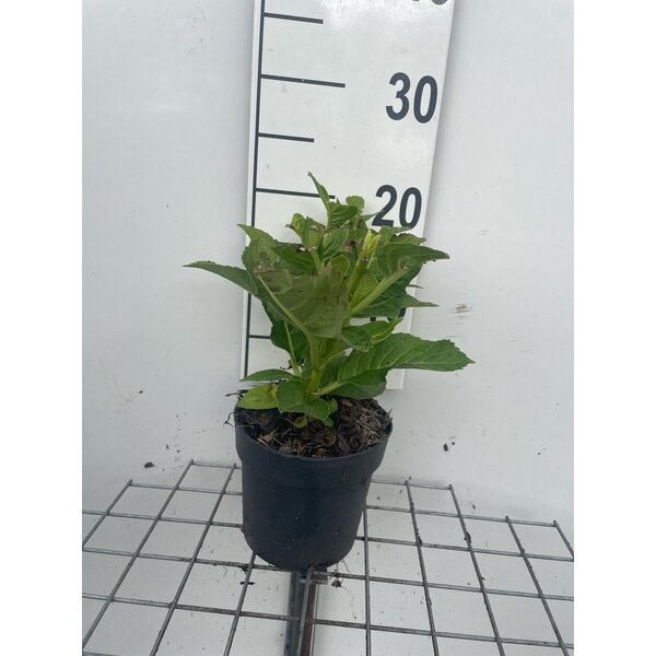 Hydrangea m. 'Blaumeise' - 1,3L