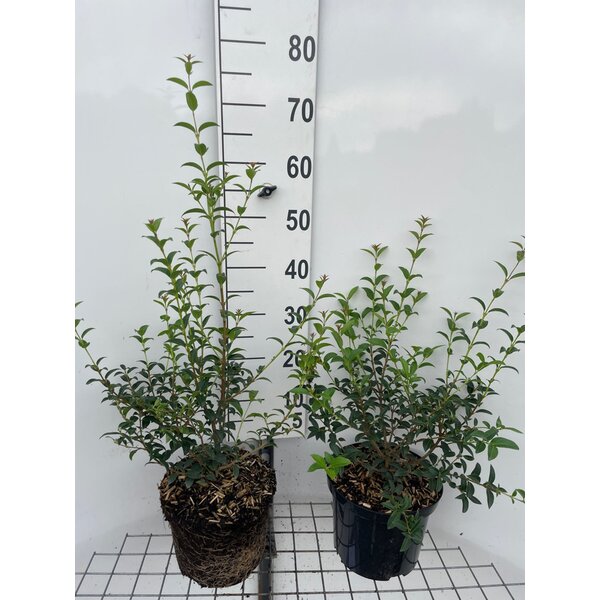 Osmanthus burkwoodii - 5,0L