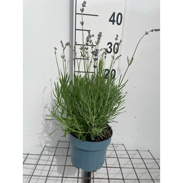 Lavandula ang. 'Dwarf Blue' - 2,0L