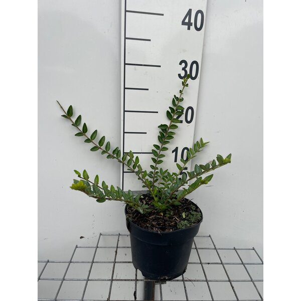 Lonicera pileata 'Moss Green' - 2,0L