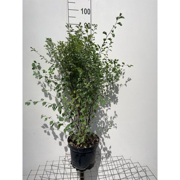 Spiraea vanhouttei - 7,5L 80+