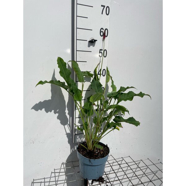 Persicaria a. 'Lisan' - 2,0L