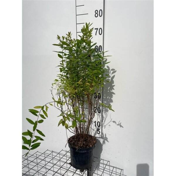 Spiraea billardii - 3,0L 60+