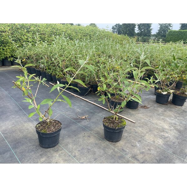 Buddleja weyeriana 'Sungold' - 2,0L