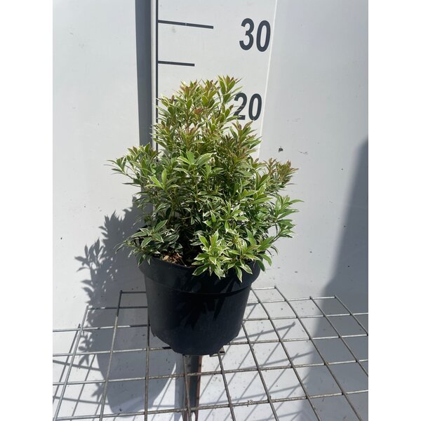 Pieris jap. 'Little Heath' - 3,0L